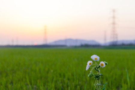 Daisies in green background, chrysanthemum green grass, Electricity Pylonの写真素材