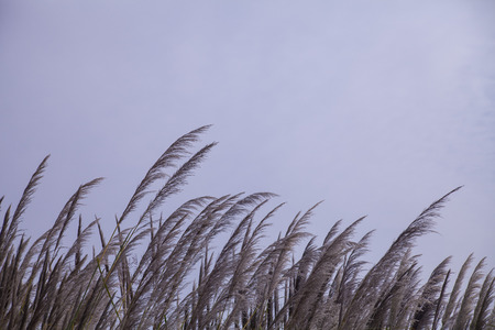 plantの写真素材