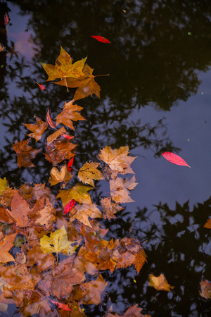maple leaves