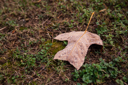 maple leaf
の写真素材