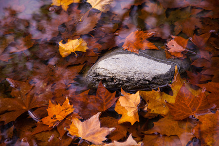 maple, maple leaves, leaves, red, closeup, natural, nature, stone, lake,の写真素材
