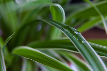 plantの写真素材