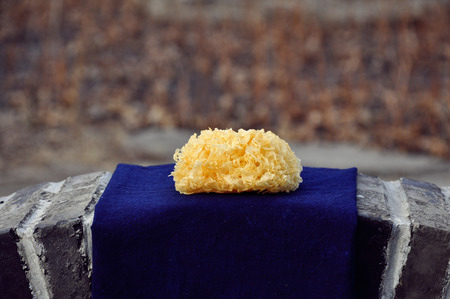 White fungusの写真素材