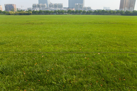 Closeup of a lawnの写真素材