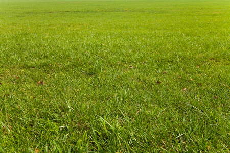 Closeup of a lawnの写真素材