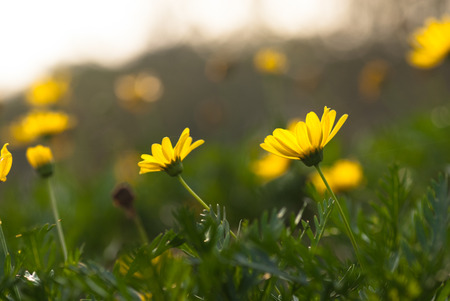 Close up of flowersの写真素材