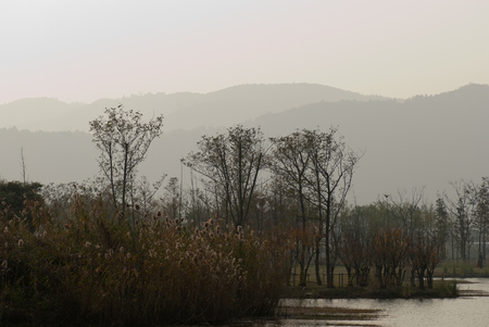 Trees by the lakeの写真素材