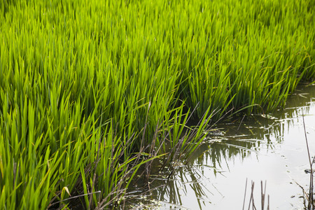 Rice fieldの写真素材
