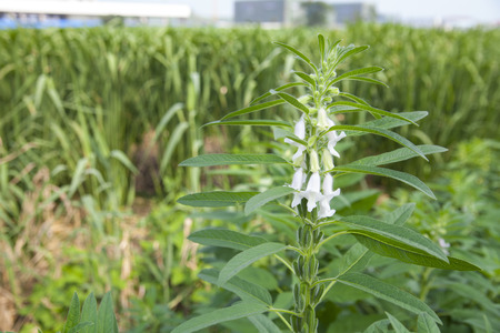 White flowerの写真素材