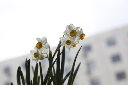 Narcissus tazetta, closeupの写真素材