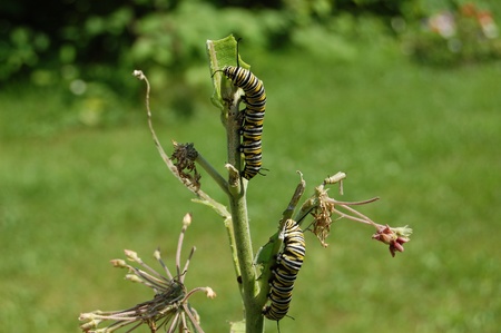 biology, monarch and milkweed,の写真素材