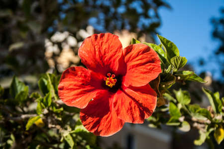 Real flower in the Nature の写真素材