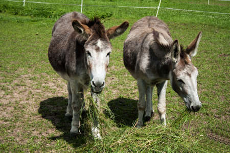 donkey in the nature の写真素材