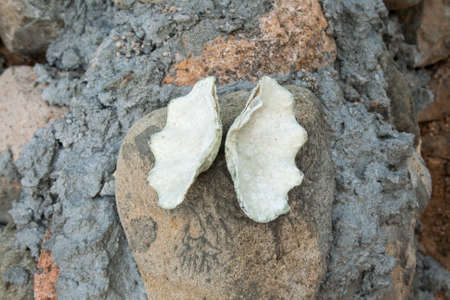 White Seashell from Ocean