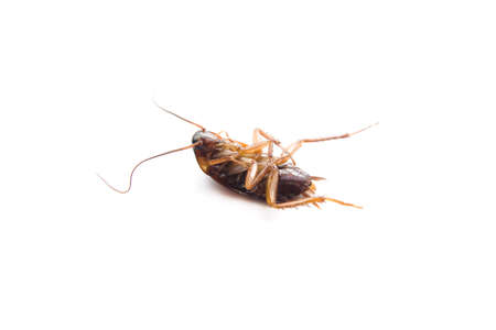 Brown American cockroach の写真素材