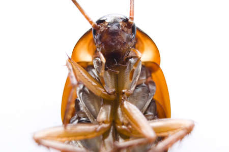 Macro Shot of American cockroach