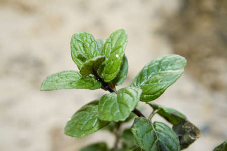 Fresh Peppermint Plant in Nature の写真素材