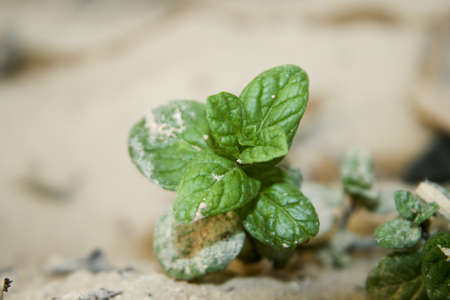 Fresh Peppermint Plant in Nature の写真素材
