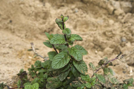 Fresh Peppermint Plant in Nature の写真素材