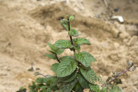 Fresh Peppermint Plant in Nature の写真素材