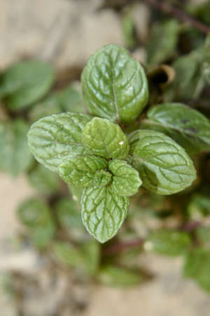 Fresh Peppermint Plant in Nature 