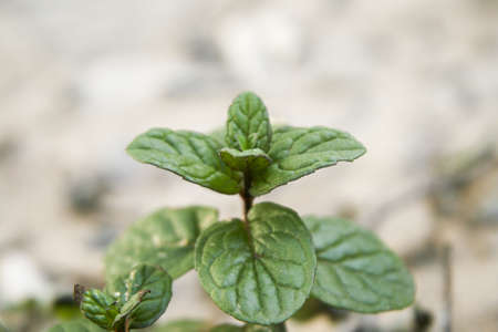 Fresh Peppermint Plant in Nature の写真素材