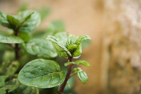 Fresh Peppermint Plant in Nature の写真素材