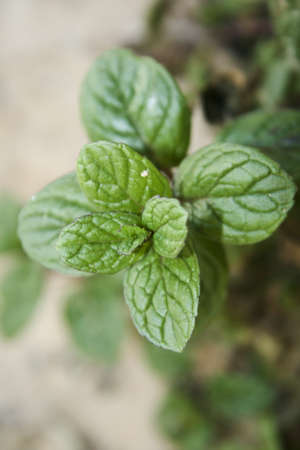 Fresh Peppermint Plant in Nature の写真素材