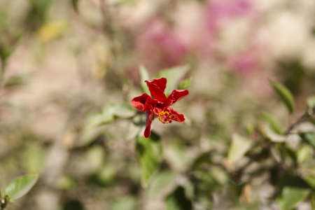 Red Flower with green sheets in nature の写真素材