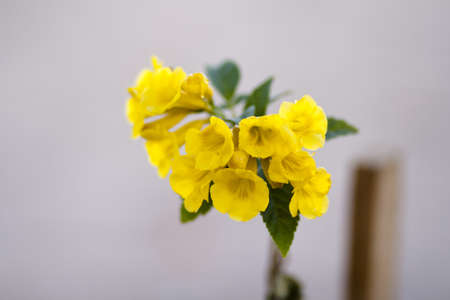 Yellow Flower with green sheets in Natureの写真素材