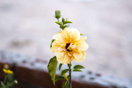 Flower with Green Sheets in nature の写真素材