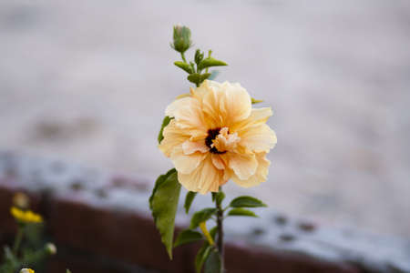 Flower with Green Sheets in nature の写真素材