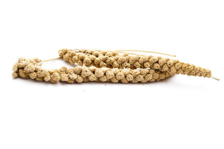 Birds millet on white background の写真素材