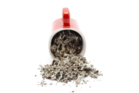 Sage in Coffee Cup on white background の写真素材