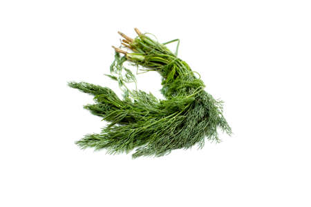 Fresh Green Dill on white backgroundの写真素材