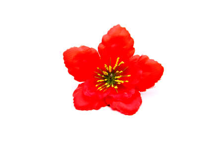 Red Flower for Decoration on white background の写真素材