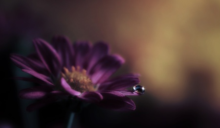 water drop on purple mumの写真素材