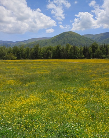 Mountains with field of yellow and white flowers.の写真素材