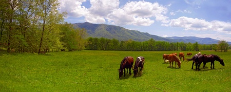 Horses grazing in the field with mountains in the backgroundの写真素材