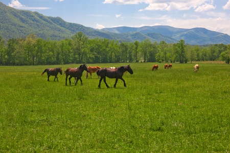 Wild horses grazing with mountains in the backgroundの写真素材