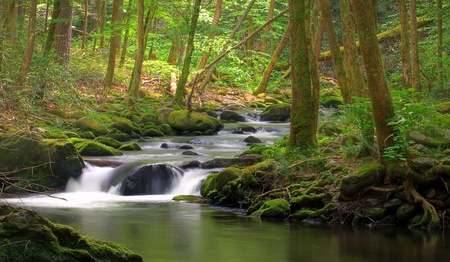 Stream flowing in the forest over mossy rocksの写真素材