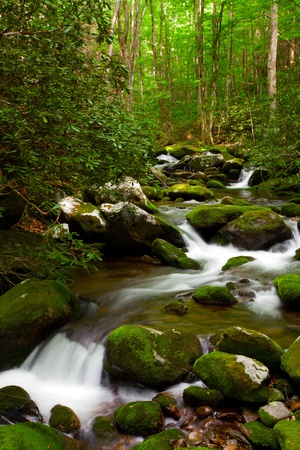 Stream moving in the forest over mossy rocks.の写真素材