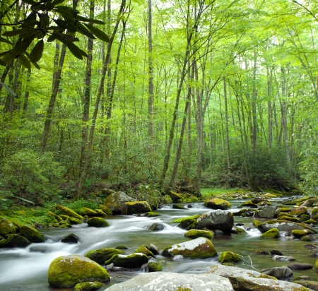 Stream going through the jungleの写真素材
