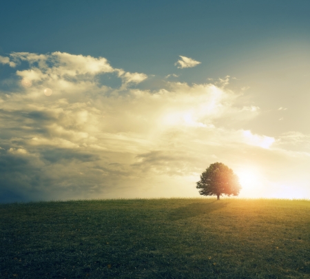 Beautiful sunset behind single tree in a grassy field.の写真素材