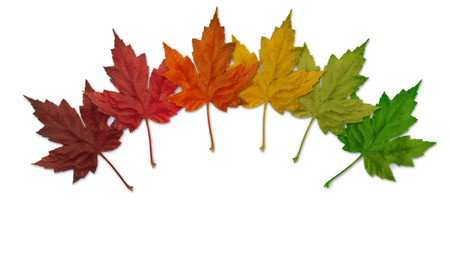 Six colorful maple leaves on a white background.の写真素材