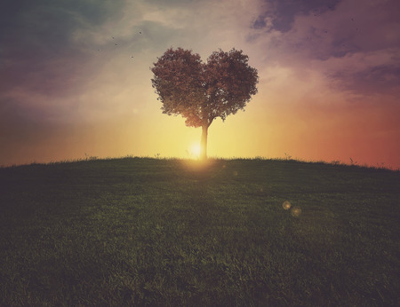 A beautiful heart shaped tree on a grassy hill at sunsetの写真素材