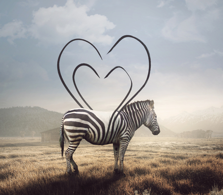 A surreal image of a zebra and its stripes making a heart shape.の写真素材