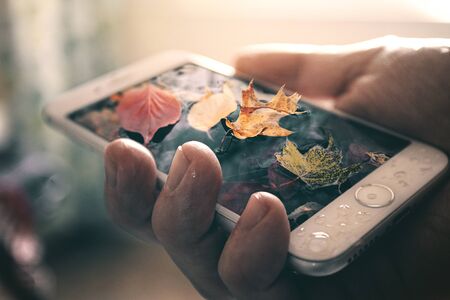 Colorful fall leaves on top of a smart phoneの写真素材
