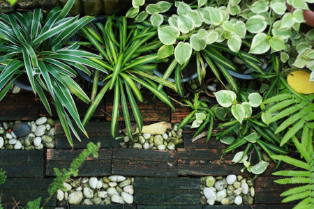 Variety of green plants in pots on wooden background, stock photoの写真素材