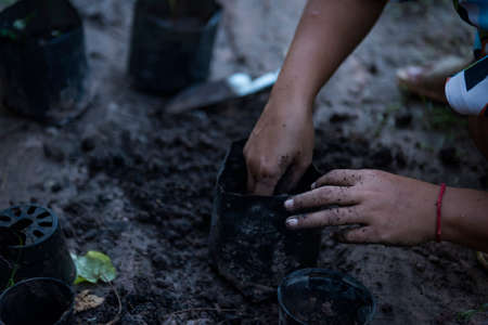 Close-up of a woman's hand transplanting a seedling into a nursery bag.の写真素材